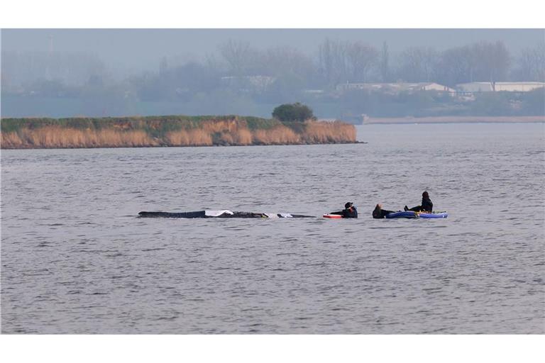 Helfer nähern sich dem Buckelwal bei Wismar.