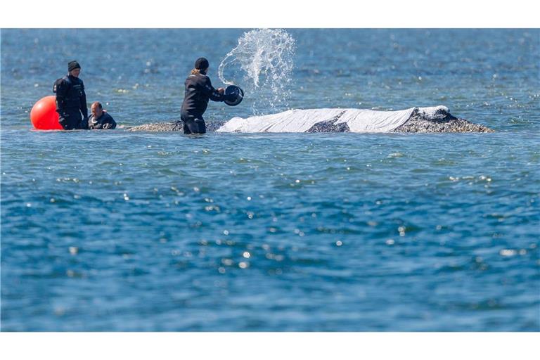 Helfer schütten Wasser auf den Rücken des Tieres.