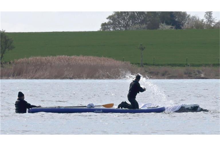 Helfer spritzen Wasser auf den gestrandeten Buckelwal vor der Insel Poel