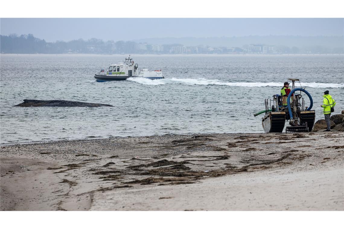 Helfer versuchten vergeblich den Wal zu befreien.