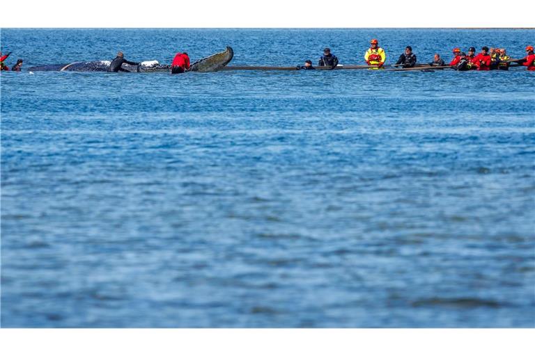 Helfer ziehen an Gurten an dem Wal.