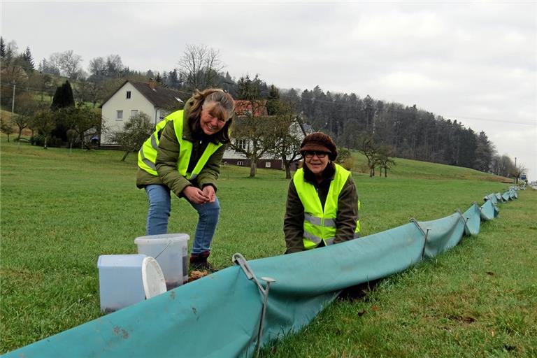Helga Fischer und Annelie Herold (von links) am Krötenzaun bei Kirchenkirnberg an der Gschwender Straße. Wenn die Tiere in den dort in regelmäßigen Abständen eingegrabenen Eimern gelandet sind, bringen sie sie später in den nahe gelegenen Herrensee. Fotos: Christine Schick