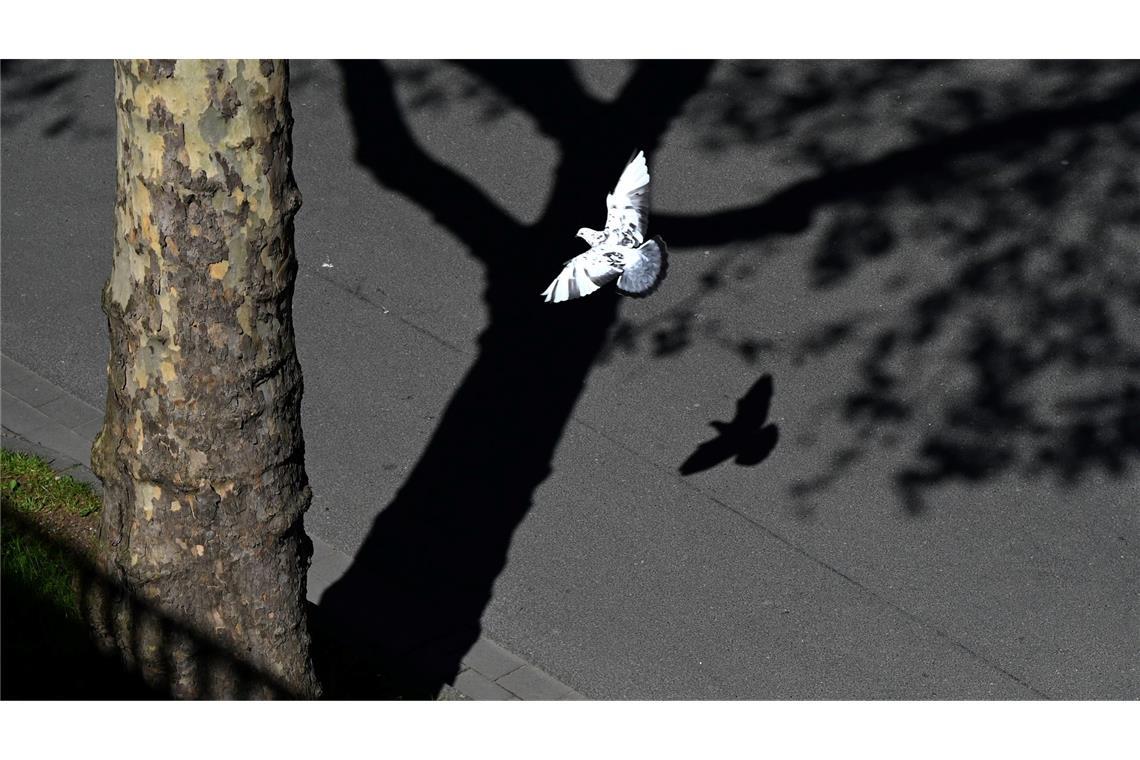 Hell und dunkel, Licht und Schatten: Eine Taube fliegt in Düsseldorf unter einem Baum entlang.