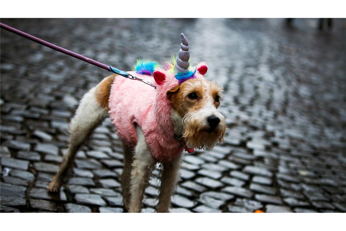 Hellau und Alaaf! Karneval bei Hundewetter.