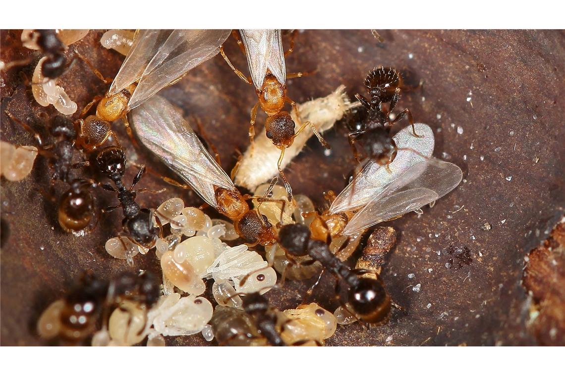 Hellbraune, geflügelte Ameisenköniginnen überfallen den Staat einer anderen Art und lassen dort den eigenen Nachwuchs aufziehen.