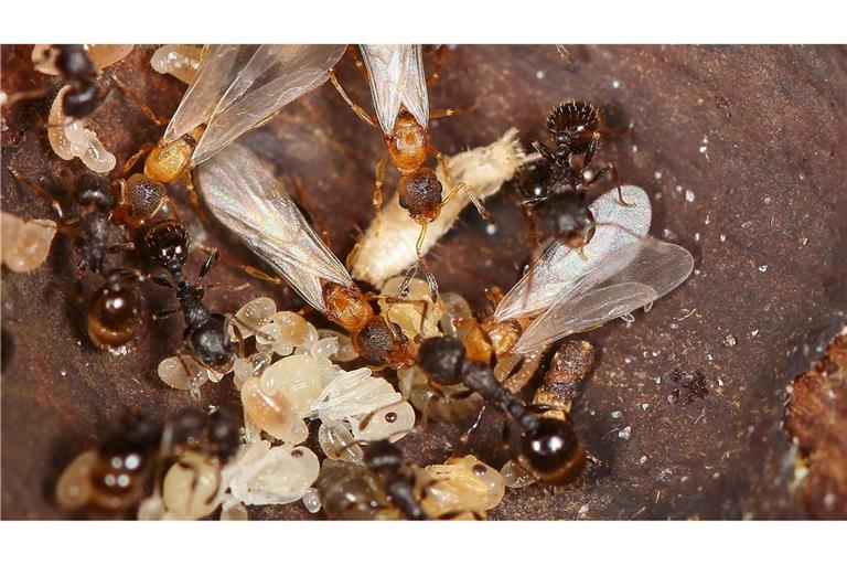 Hellbraune, geflügelte Ameisenköniginnen überfallen den Staat einer anderen Art und lassen dort den eigenen Nachwuchs aufziehen.