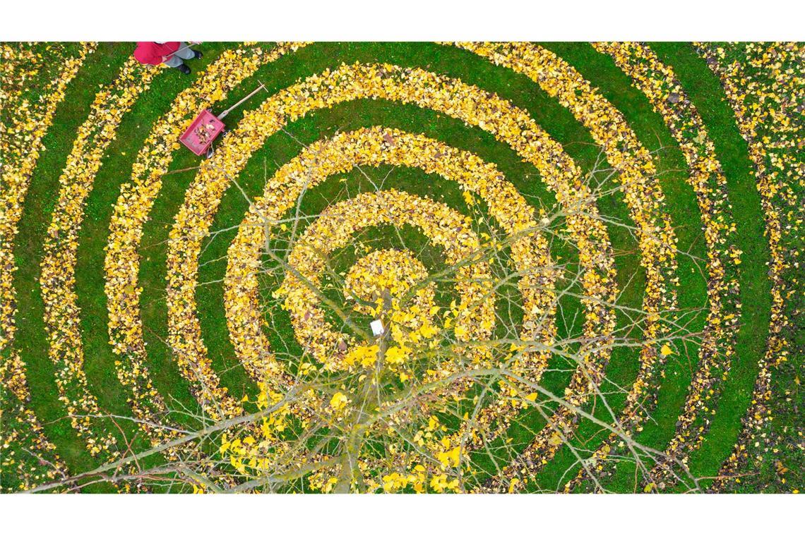 Herbstkunst im Garten: Ginkgo-Blätter in Spiralenform in einem Garten in Petersdorf