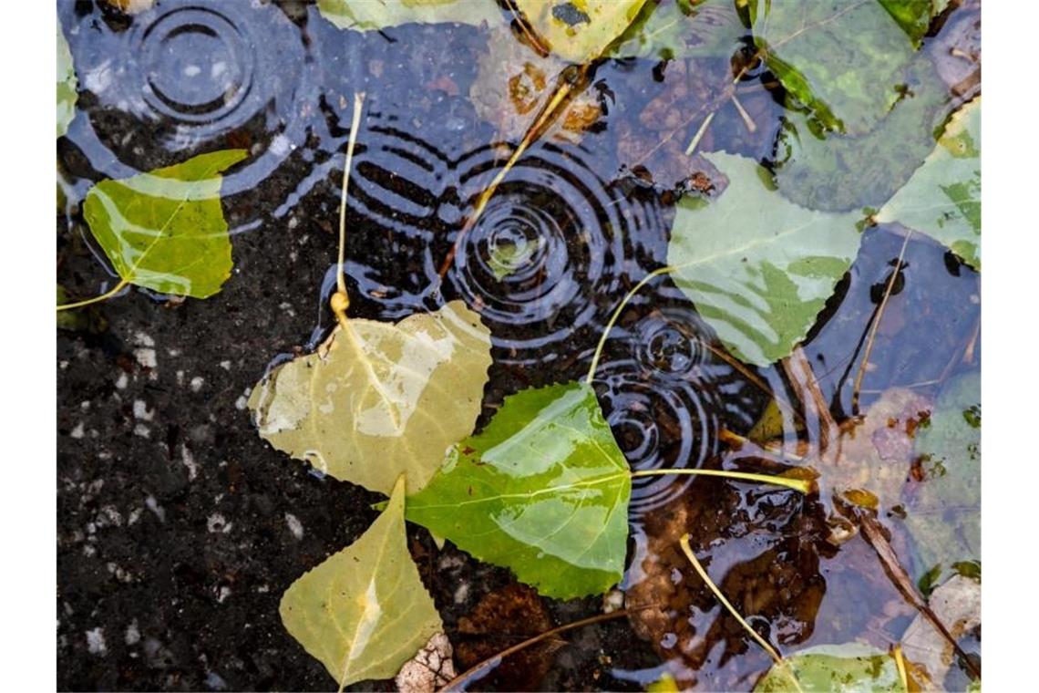 Herbstlaub liegt bei Regenwetter in einer Pfütze auf einem Gehweg. Foto: Jens Kalaene/dpa-Zentralbild/ZB/Symbolbild