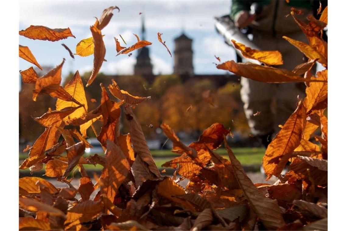 Herbstlaub wird von einer Mitarbeiterin des Zoologisch-Botanischen Garten Wilhelma auf dem Schlossplatz zusammengetragen. Foto: Marijan Murat/dpa