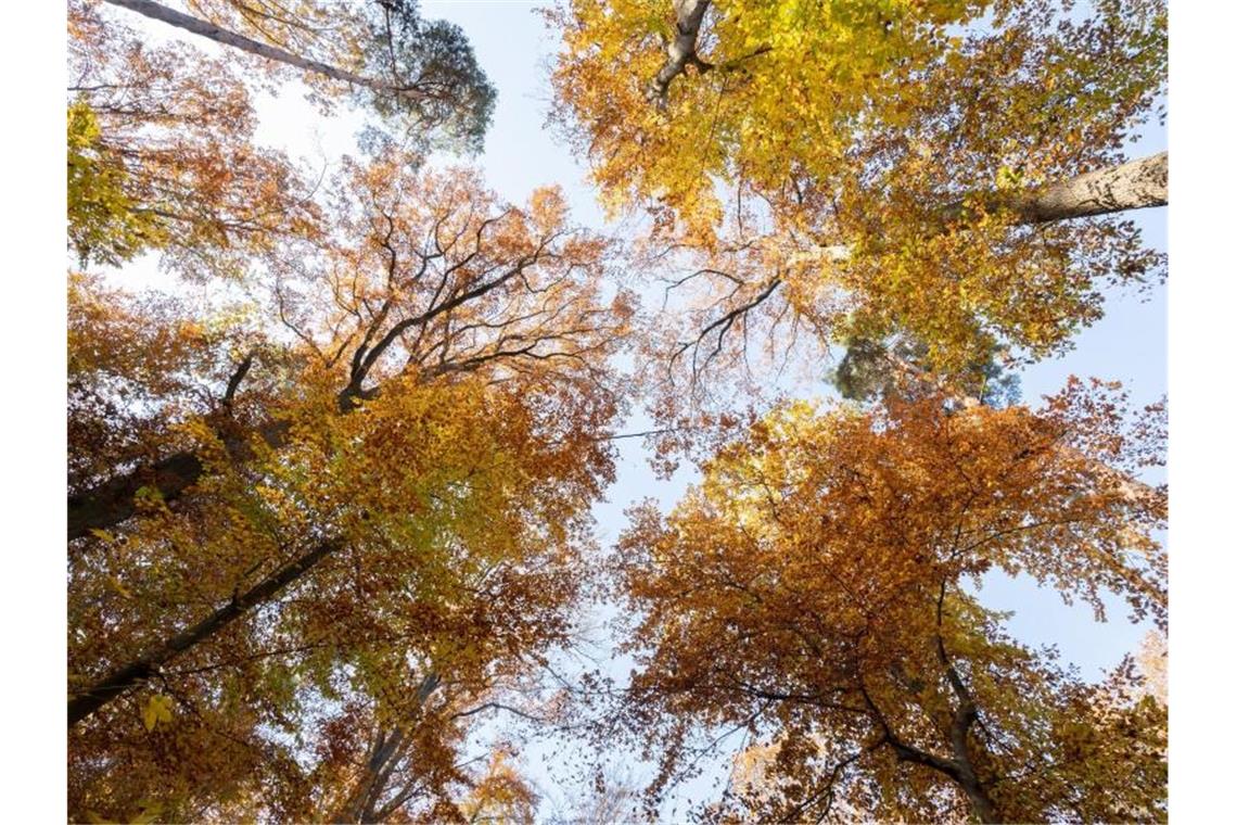 Herbstlich gefärbte Baumkronen leuchten in der Sonne vor blauem Himmel. Foto: Bernd Weißbrod/dpa/Symbolbild