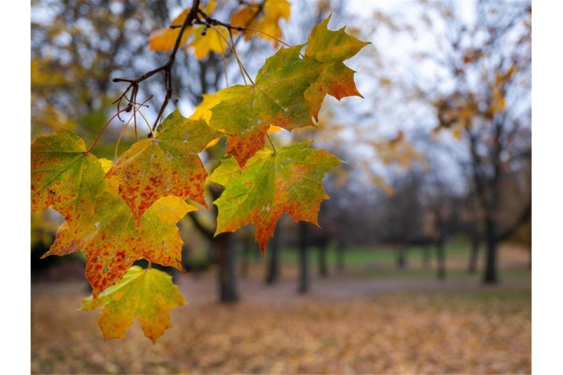 Herbstbilanz: Im Südwesten sehr sonnig, aber kühl Herbstlich gefärbte Blätter hängen am Ast eines Ahorns. Foto: Monika Skolimowska/dpa-Zentralbild/dpa/Symbolbild
