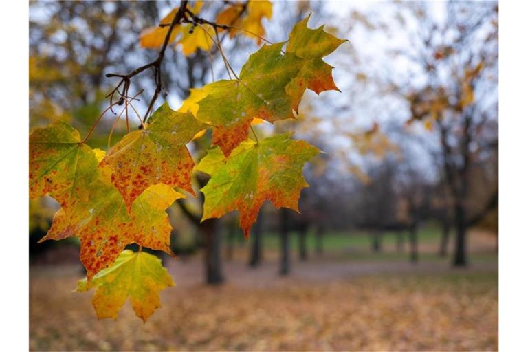 Herbstlich gefärbte Blätter hängen am Ast eines Ahorns. Foto: Monika Skolimowska/dpa-Zentralbild/dpa/Symbolbild