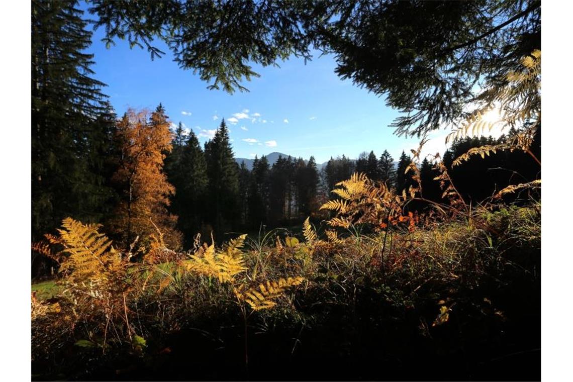 Sonniger Samstag in Baden-Württemberg Herbstlicher verfärbter Farn leuchtet im Sonnenschein. Foto: Karl-Josef Hildenbrand/dpa/Archivbild