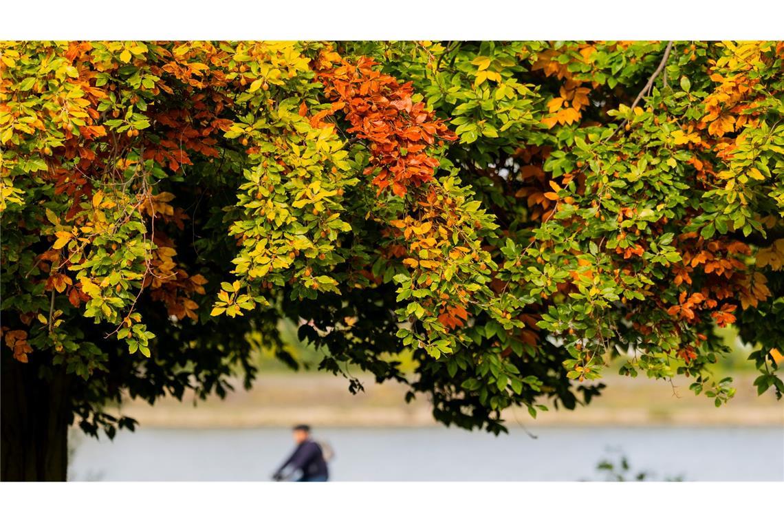 Herbsttag: Ein Radfahrer fährt in Köln hinter bunt verfärbten Blättern am Rheinufer entlang.