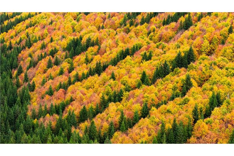 Herbstzauber im Harz: Farbenpracht wie im Indian Summer
