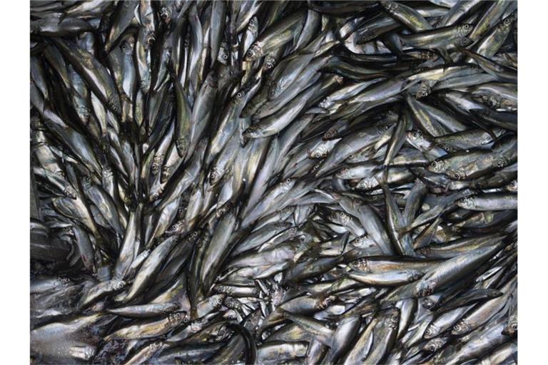 Heringe an Bord eines Fischkutters. Deutsche Ostsee-Fischer müssen sich im kommenden Jahr auf deutliche Einschränkungen einstellen. Foto: Stefan Sauer/zb/dpa