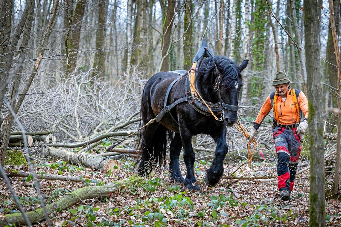 Hermann Bay zieht mit einem seiner Pferde das Holz aus dem Plattenwald. Das Holzrücken mit den Pferden ist besonders schonend für Boden und Bäume. Fotos: A. Becher