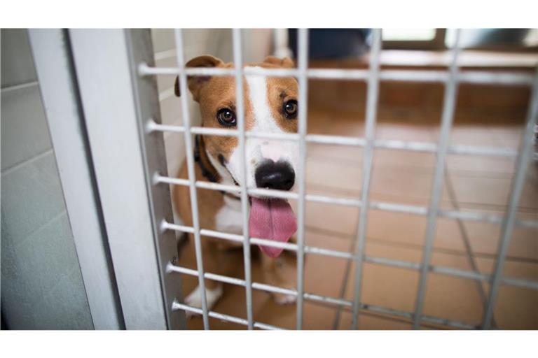 Herrenlose Hunde und Katzen landen immer wieder im Tierheim. Durch eine EU-weite Chip-Pflicht sollen deren Besitzer leichter ausfindig gemacht werden können.