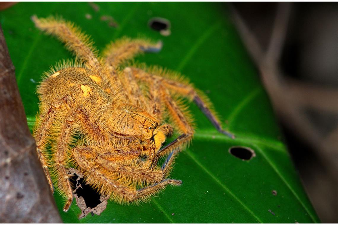 Heteropoda davidbowie:  Der britische Musiker David Bowie (1947-2016)  stand Pate für die malaysische Krabbenspinnenart Heteropada davidbowie.