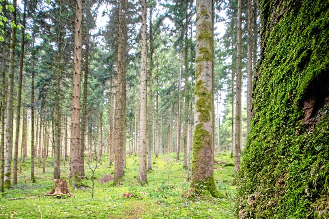 Spielerischer und heilsamer Kontakt Heute schon im Wald gebadet? Diese Form des Naturkontakts gilt als gesundheitsfördernd. Jasmin Kotrba möchte Angebote auch im Naturpark entwickeln. Foto: A. Becher