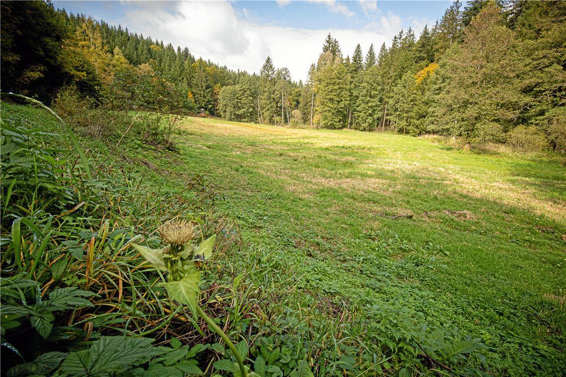 Heute sieht es wieder nach Wiese aus – dafür muss jährlich gemäht werden. Fotos: Alex Becher