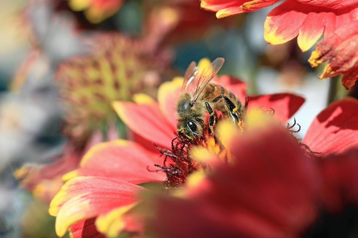 Heute werden Bundespolitiker über den Schutz von Insekten in Schutzgebieten bestimmen. Foto: F. Muhl