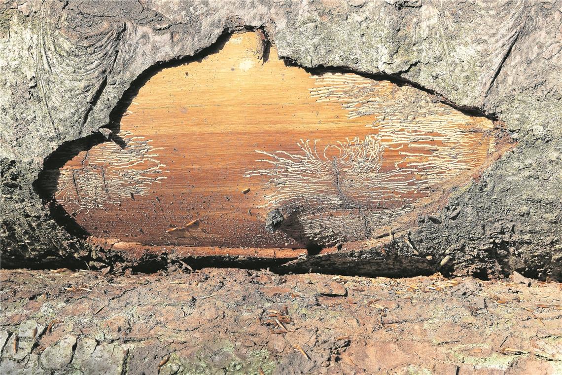 Mehr Einnahmen
dank Käferholz Hier haben Borkenkäfer deutliche Spuren hinterlassen. Foto: J. Fiedler
