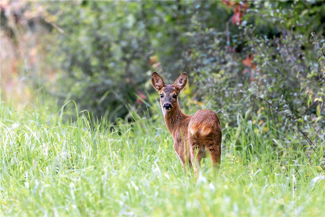 Hier heißt es, auf der Hut zu sein! Wenn Hunde Wildtiere jagen, drohen Verletzungen sowie der Verlust von notwendigen Winterfettreserven. Symbolfoto: Adobe Stock/silkehuettche