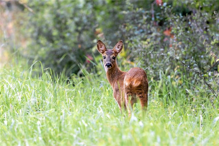 Hier heißt es, auf der Hut zu sein! Wenn Hunde Wildtiere jagen, drohen Verletzungen sowie der Verlust von notwendigen Winterfettreserven. Symbolfoto: Adobe Stock/silkehuettche