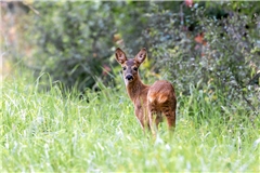 Hier heißt es, auf der Hut zu sein! Wenn Hunde Wildtiere jagen, drohen Verletzungen sowie der Verlust von notwendigen Winterfettreserven. Symbolfoto: Adobe Stock/silkehuettche