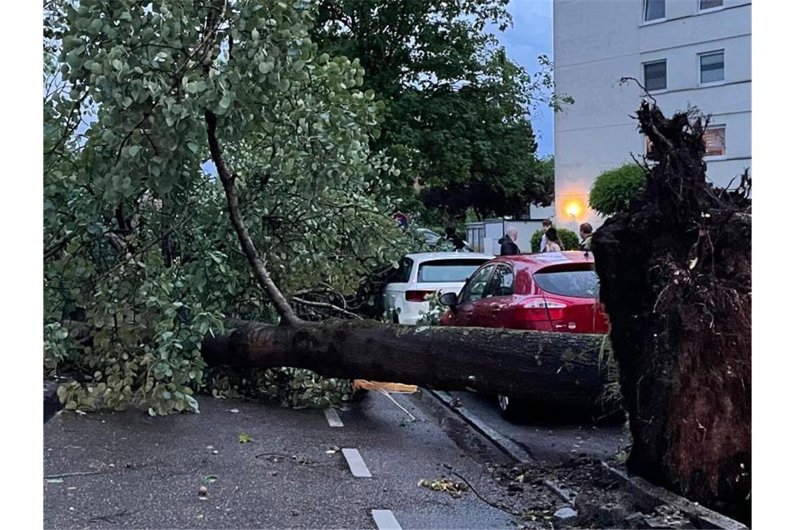 Hitze, Unwetter und Waldbrandgefahr Hier im baden-württembergischen Senden haben Unwetter Bäume umstürzen lassen. Besonders betroffen war neben der Bodenseeregion auch die Gegend um Ulm. Foto: B&s/Bernd März/dpa