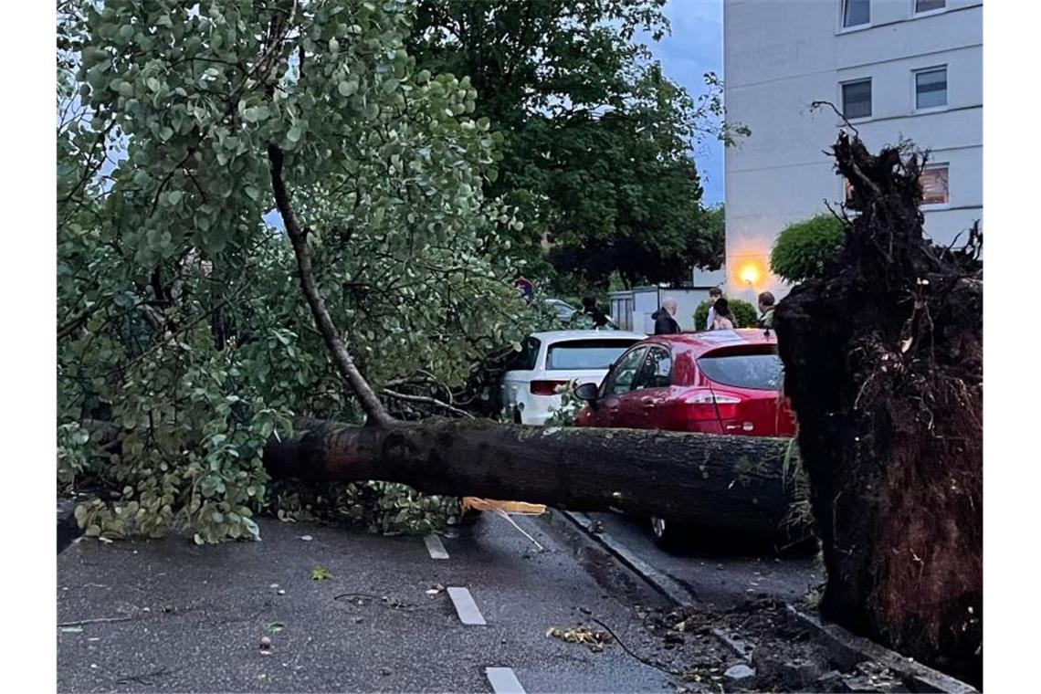 Hier im baden-württembergischen Senden haben Unwetter Bäume umstürzen lassen. Besonders betroffen war neben der Bodenseeregion auch die Gegend um Ulm. Foto: B&s/Bernd März/dpa