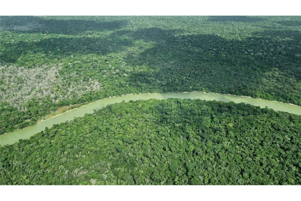 Hier ist der Wald intakt – doch an vielen Stellen ist er schon verloren.