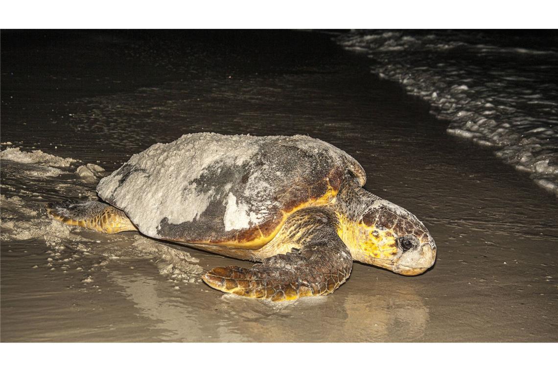Kopflose Karettschildkröte am Strand Hilflos wirkende Karettschildkröte am Strand (Symbolbild/Archiv).