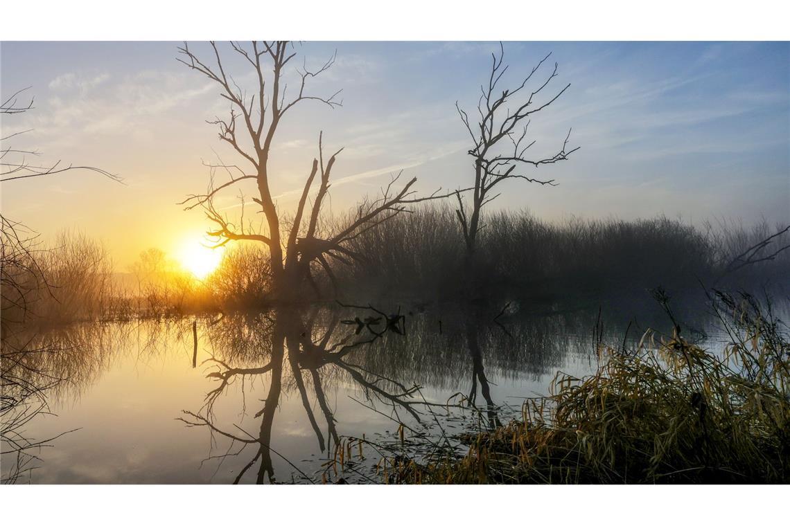 Hinter einem Biotop in Riedlingen geht am Morgen die Sonne auf.