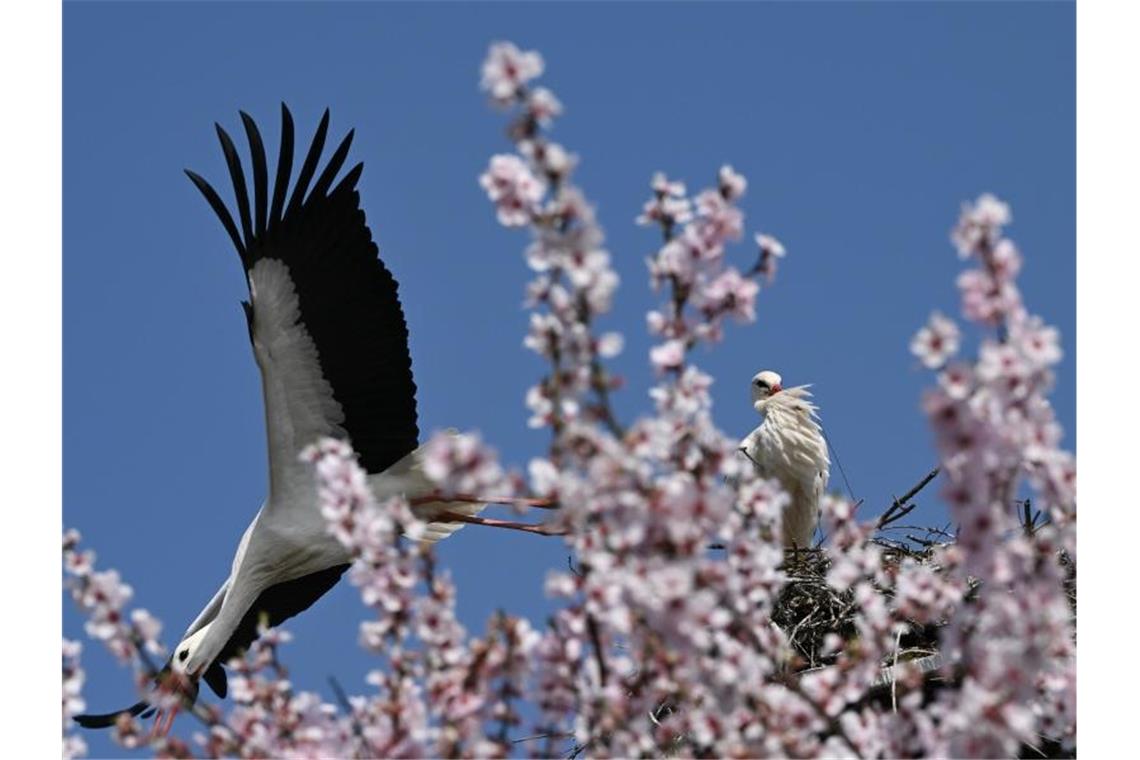 Frühling nimmt weiter Fahrt auf Hinter einem blühenden Mandelbaum im hessischen Bensheim startet ein Storch aus seinem Nest. Foto: Arne Dedert/dpa