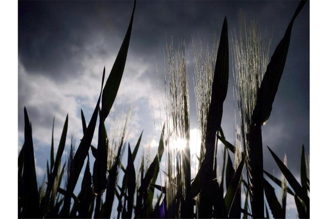 Hinter einem Gerstenfeld scheint am Abend die Sonne durch eine Ähre. Foto: Martin Gerten/Archivbild