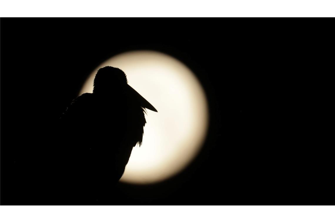 Bilder des Tages Hinter einem Storch steht am Morgen der Vollmond.