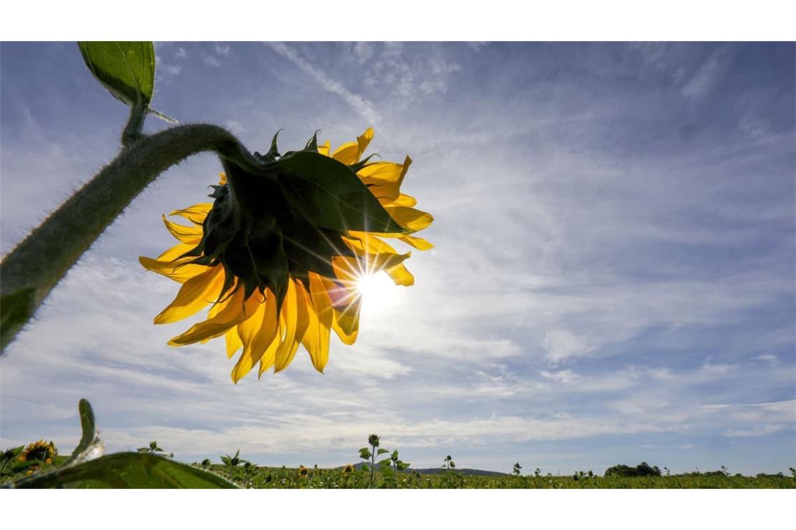 Hinter einer Sonnenblume scheint die Sonne. Laut Vorhersage des Deutschen Wetterdienstes (DWD) kann sich der Südwesten auf viel Sonne und Temperaturen bis 24 Grad einstellen (Symbolfoto).