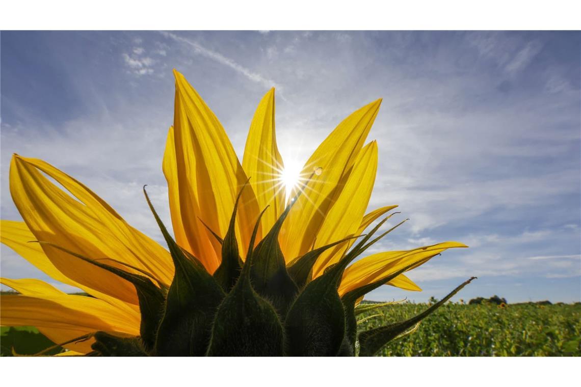 Hinter einer Sonnenblume scheint die Sonne (zu dpa: «Die Sonne gibt noch mal Vollgas: bis zu 31 Grad im Südwesten»)