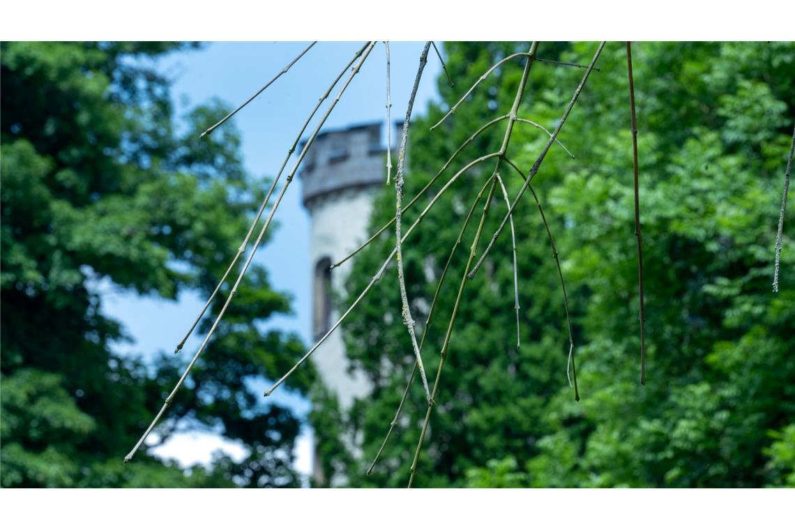 Historische Parkanlagen im Klimastress Hinter einer Trauer-Esche, deren Zweige vom Eschentriebsterben gezeichnet sind, ist ein Turm des Schlosses Rosenau zu sehen.