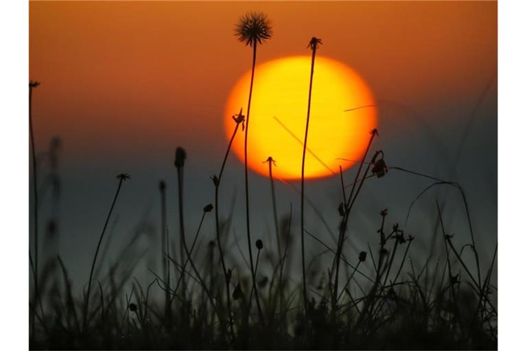 Hinter einer Wiese mit verblühtem Löwenzahn geht am Morgen die Sonne auf. Foto: Thomas Warnack/dpa