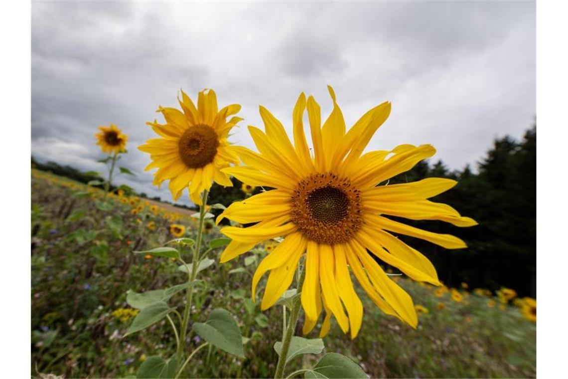 Hinter Sonnenblumen türmen sich am Himmel dunkle Wolken auf. Foto: Fabian Sommer/Archivbild