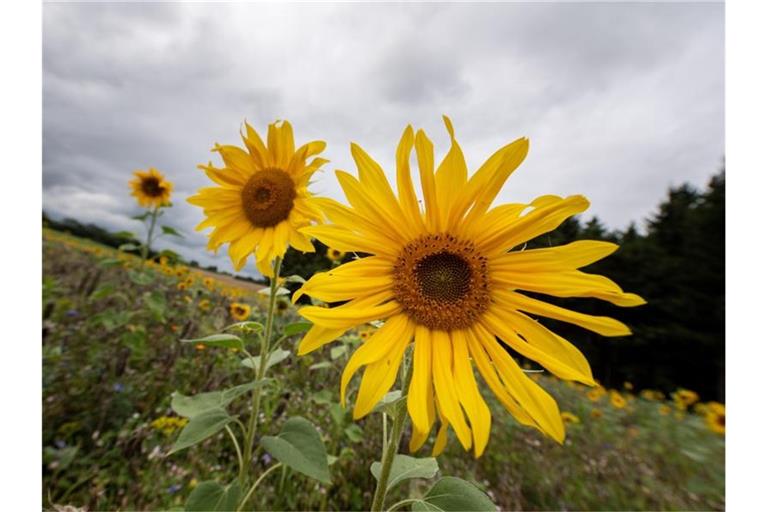 Hinter Sonnenblumen türmen sich am Himmel dunkle Wolken auf. Foto: Fabian Sommer/Archivbild