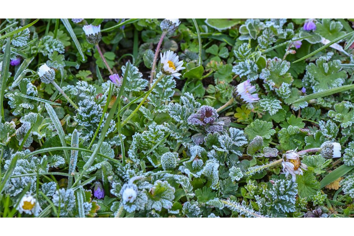 Letzte frostige Mai-Nacht im Südwesten erwartet Hobbygärtner sollten mit dem Start ins Wochenende noch einmal besonders auf ihre Pflanzen achtgeben (Symbolfoto).