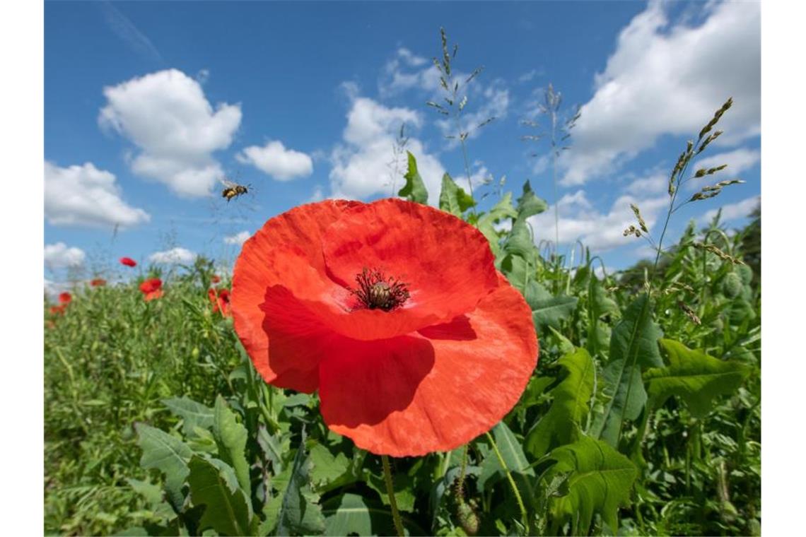Pünktlich zum Sommerbeginn kommt ein heißes Wochenende