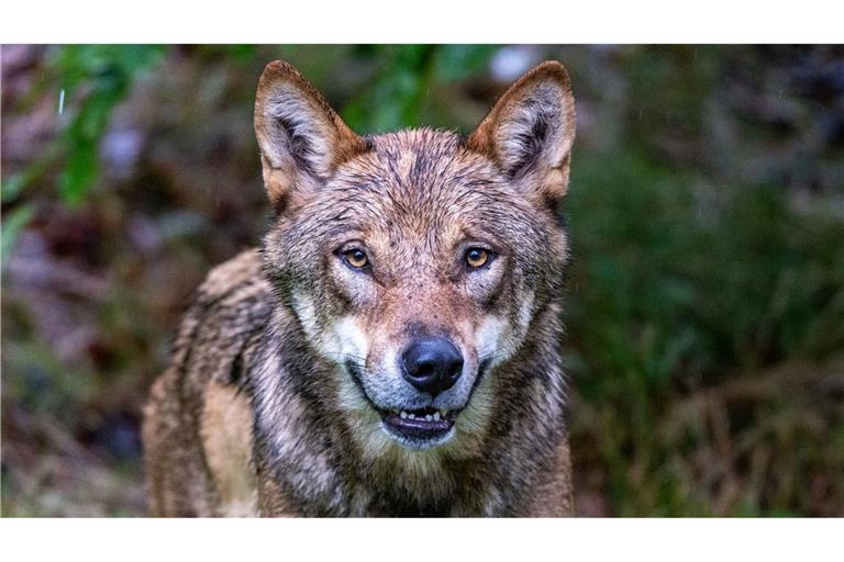 Höchstwahrscheinlich ein Wolf hat in den Niederlanden ein Kind angegriffen und weggeschleift (Symbolbild).