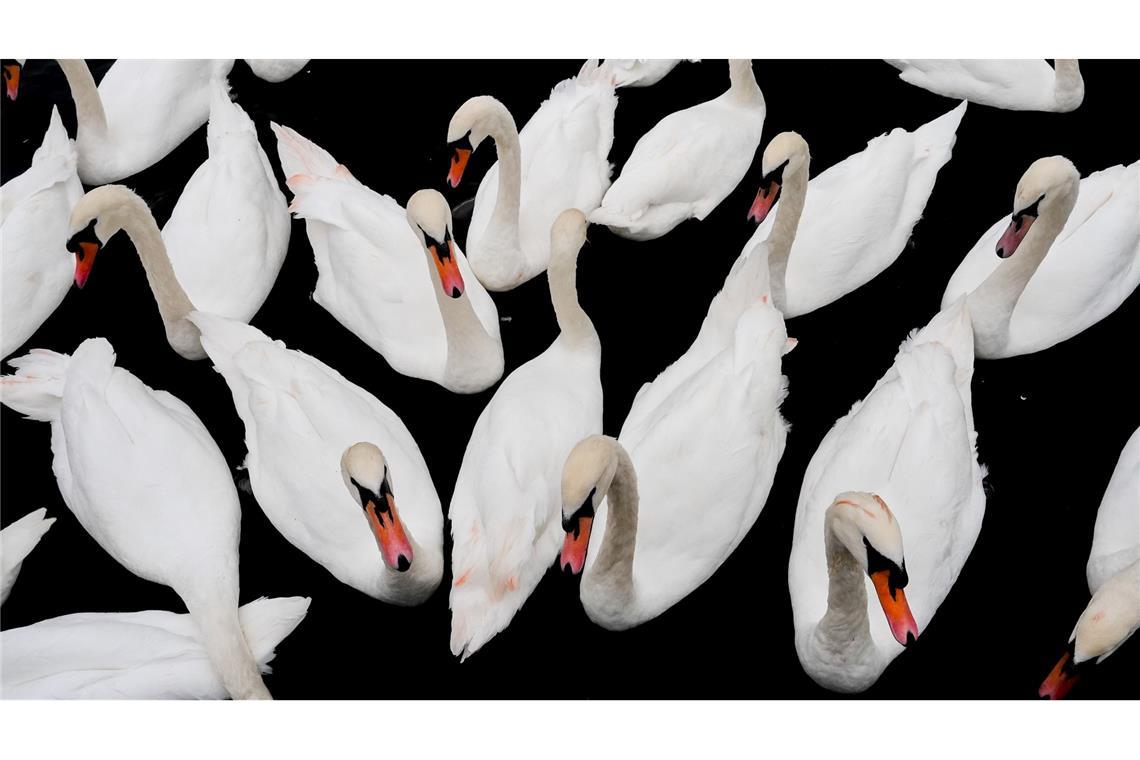 Bilder des Tages Höckerschwäne schwimmen auf der Themse in Windsor.