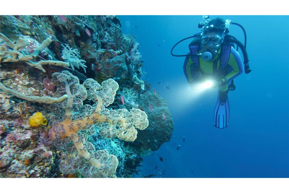 Höhere Meerestemperaturen können schädliche Folgen für die Erde haben: So verursachen sie Korallenbleiche. Eine Taucherin beleuchtet Weichkorallen an einer Steilwand in Selayar, Südsulawesi, Indonesien.