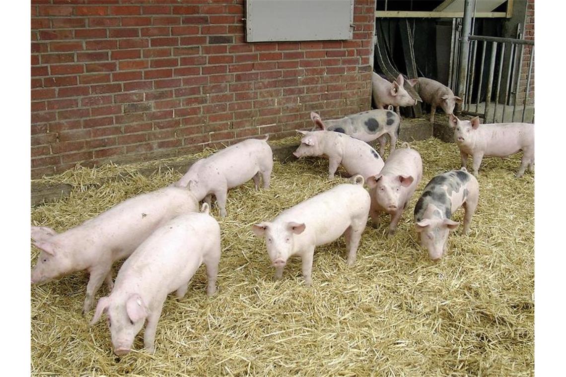 KSC-Coach geht von Gersbeck-Einsatz gegen Darmstadt aus Hohenloher Landschweine vor einem Stall. Foto: BESH/Bäuerlichen Erzeugergemeinschaft Schwäbisch Hall/dpa/archivbild
